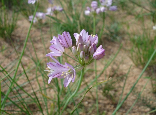 Mauve Garlic Chives seed  